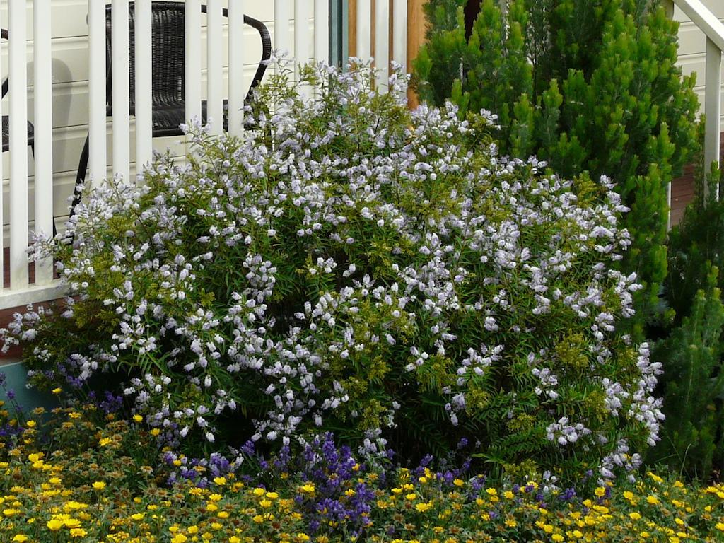 Avoca Cottages Victoria Exteriér fotografie